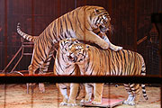 Redi Montico präsentiert 7 Tiger (©Foto: Martin Schmitz)